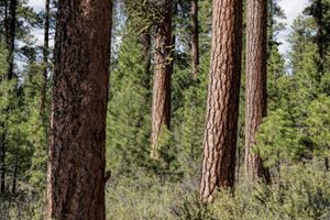 Ponderosa pines in a dry forest.