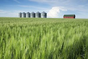 Field with grain silos and barn.