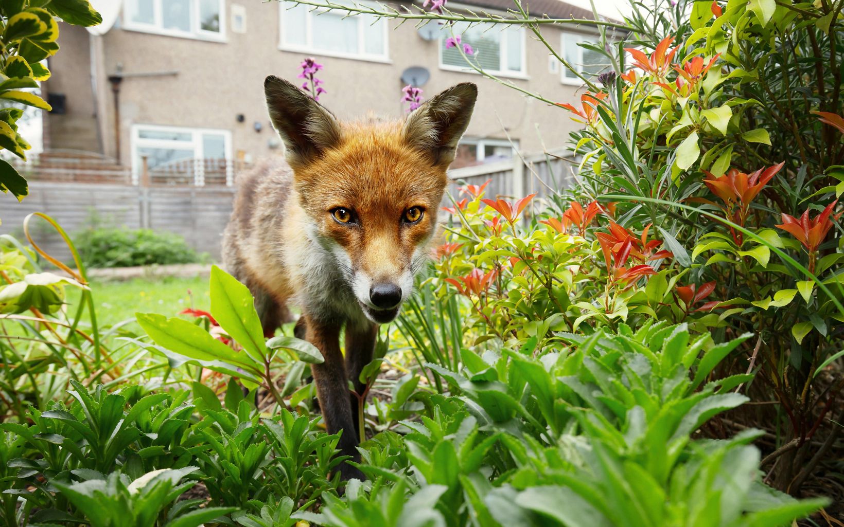 
                
                  London, UK A red fox explores a garden in a suburb of London.
                  © iStock
                
              