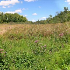 Wildflowers, grasses and plants in bloom at Ives Road Fen Preserve in Michigan.