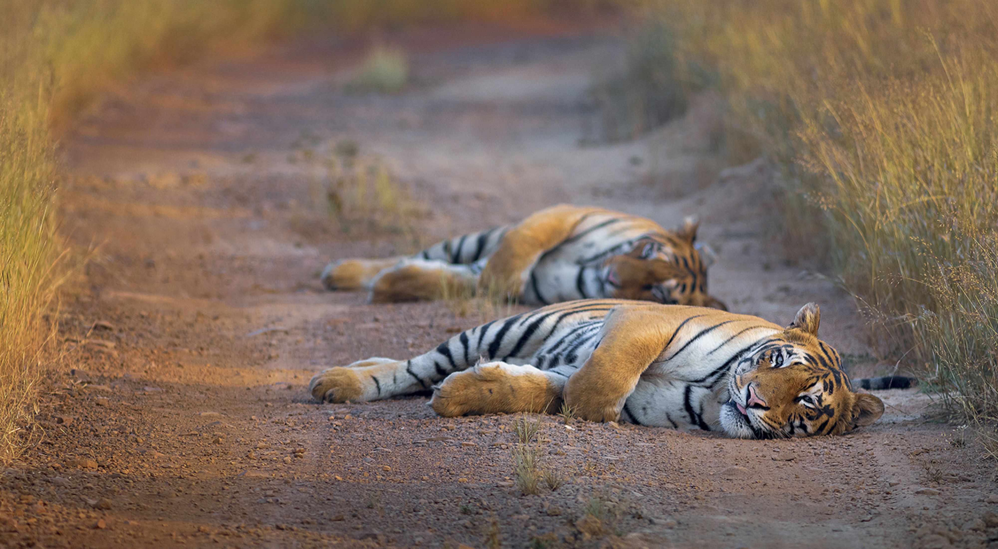 Two tigers lie on a dirt road; the one in the foreground looks at the camera.