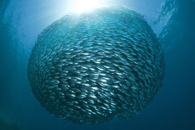 A huge school of yellowstriped scads (a type of fish) in tight formation in the waters off Indonesia.