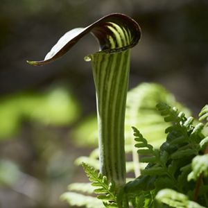 A tubular green and deep purple bloom unfolds at the top of the stem.