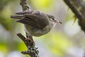 'akikiki perched on branch.