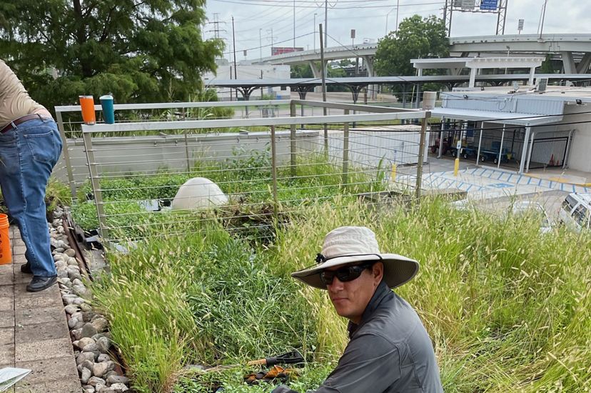 Wearing a hat and sunglasses, Jaime González kneels on a plot of soil on a green roof he is helping renovate. A highway overpass is visible in the background.