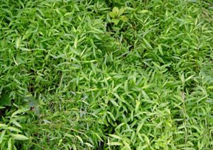 Dense patch of invasive Japanese stiltgrass.