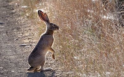 Lepus Californicus
