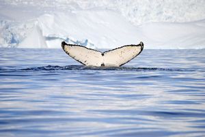 A whale descends into the icy Antarctic waters, where Dr. James McClintock has been researching climate issues for 20 years.