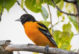 A robin-sized songbird, with a bright orange breast, black head and black and orange wings.