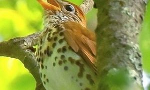 A brown, robin-sized songbird, with a white breast covered with black spots. It's beak is open to sing from a leafy branch.