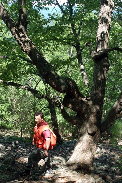 A man wearing an orange vest stands on a trail. His face is striped with sun and shade from the trees along the trail.