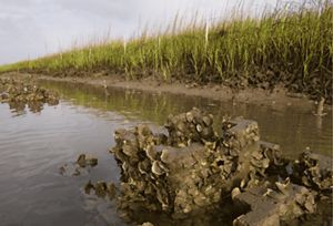 Jeremy Island oyster castles South Carolina.