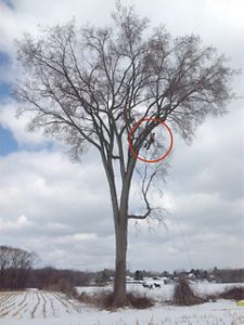 An arborist climbs into the high reaches of an American elm to clip branches for future resistance breeding.