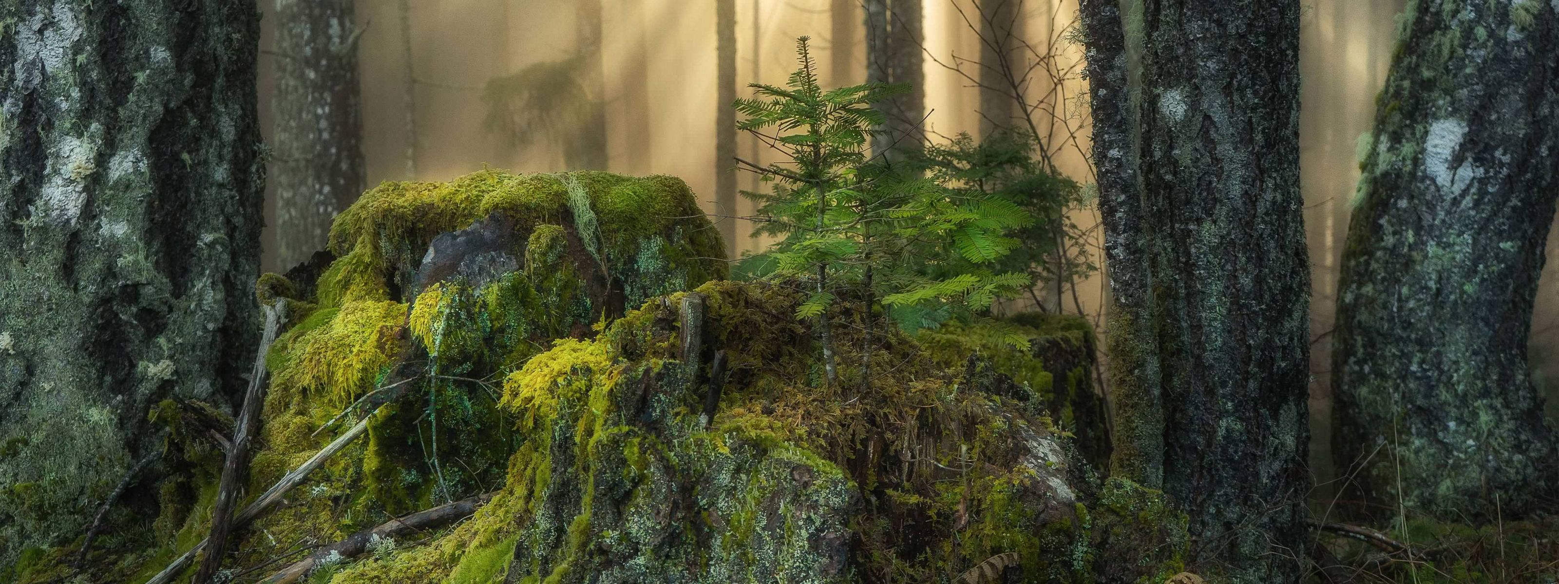 Sunlight beams through trees in a forest with moss covering rocks in the foreground.