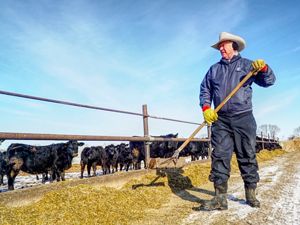 Rancher shoveling grass feed for his cattle.