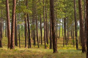 Sunlight filters down through widely spaced longleaf pine trees onto the grass floor of the pine savanna.