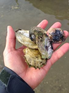Researchers hand holds oyster shells with attached spat