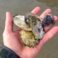 A person holding oyster shells in their hand