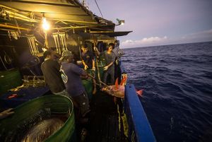 By using electronic monitoring, regulators can gather more information about how many species are caught by mistake.