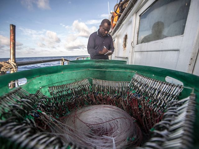 A fishery observer is a trained technician who lives on board a fishing vessel to collect information about the boat’s catch.