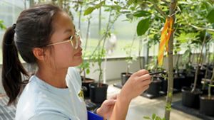 Julia Wolf, a research specialist with Holden Forests and Gardens, examines an ash where emerald ash borer eggs had been previously placed. 