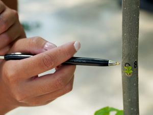 Julia's pen points to a place on a young ash tree where researchers previously placed the egg of an emerald ash borer. Next, researchers will see if the larvae survived.