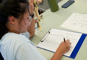 Julia Wolf now dissects the young ash where several emerald ash borer eggs had been previously placed to check for the survival rate of larvae. Some larvae will survive, but other trees kill larvae.