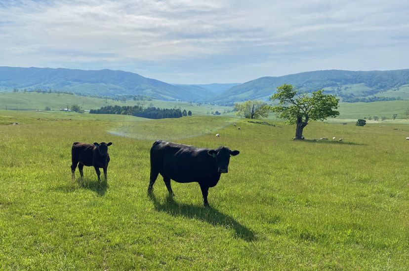 Two black cows stands in a green open field. A blue tinged mountain ridge sits on the horizon in the background.