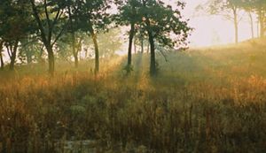 Sunrise through trees.