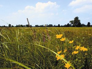 Wildflowers in a grassy field.