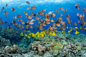 Bright yellow and brown and white striped fish swim back and forth amid a reef in bright blue water.
