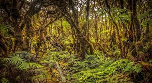 Lush rainforest with moss-covered trees and a fern-covered forest floor.