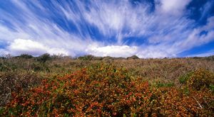 Red bushes in a field under blue sky with cloud streaks.