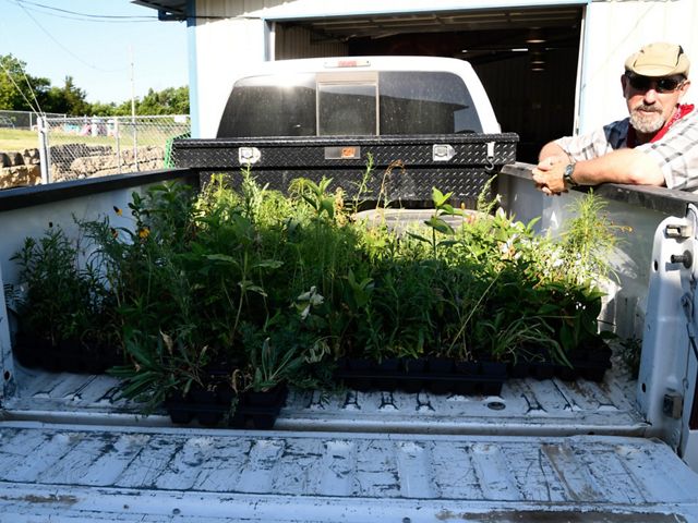 A volunteer loads the truck with wildflower seedlings to be planted in restoration plots at Tallgrass Prairie National Preserve.