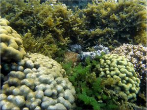 Olive green algae covering large areas coral.