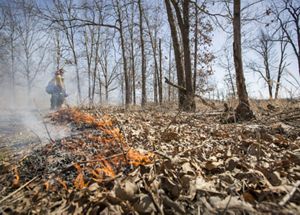 A prescribed fire is lit along a drip line in a forest of trees with leaves scattered over the forest floor.