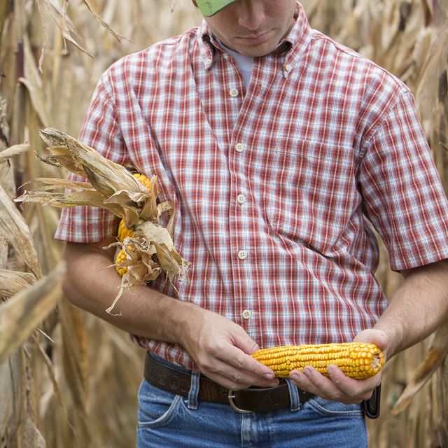 A farmer holds an ear of corn in a cornfield.