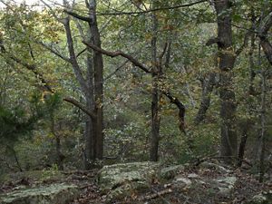 A view of Keystone Ancient Forest through the trees. 