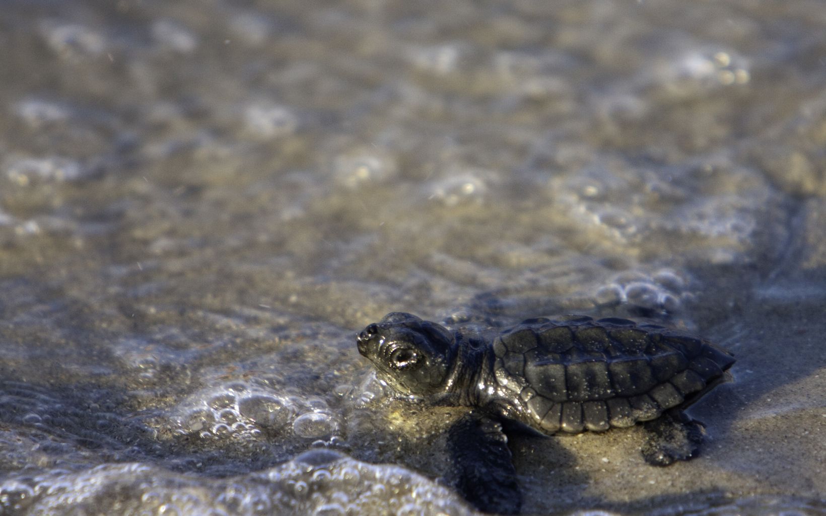 
                
                  Kemp's Ridley sea turtle A hatchling makes its way toward the sea on South Padre Island, Texas.
                  © Erika Nortemann/TNC
                
              