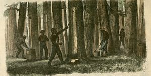 Historic newspaper illustration of African people collecting crude turpentine in a forest.