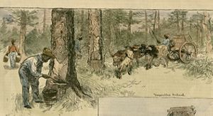 Historical illustration from Harper's Weekly showing African laborers cutting turpentine boxes in trees.