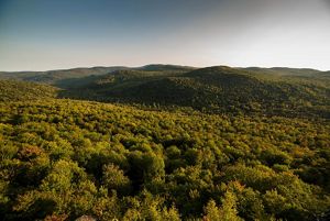 A vista of a forested mountain.