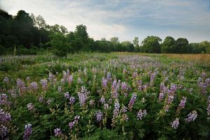 Blooming lupines in a field at Kitty Todd Nature Preserve.
