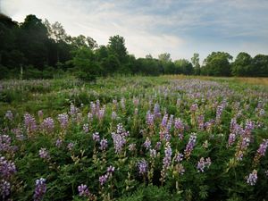 A blooming field of blue lupine in spring.