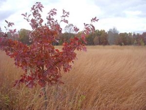 Small black oak tree stands in golden prairie grasses.