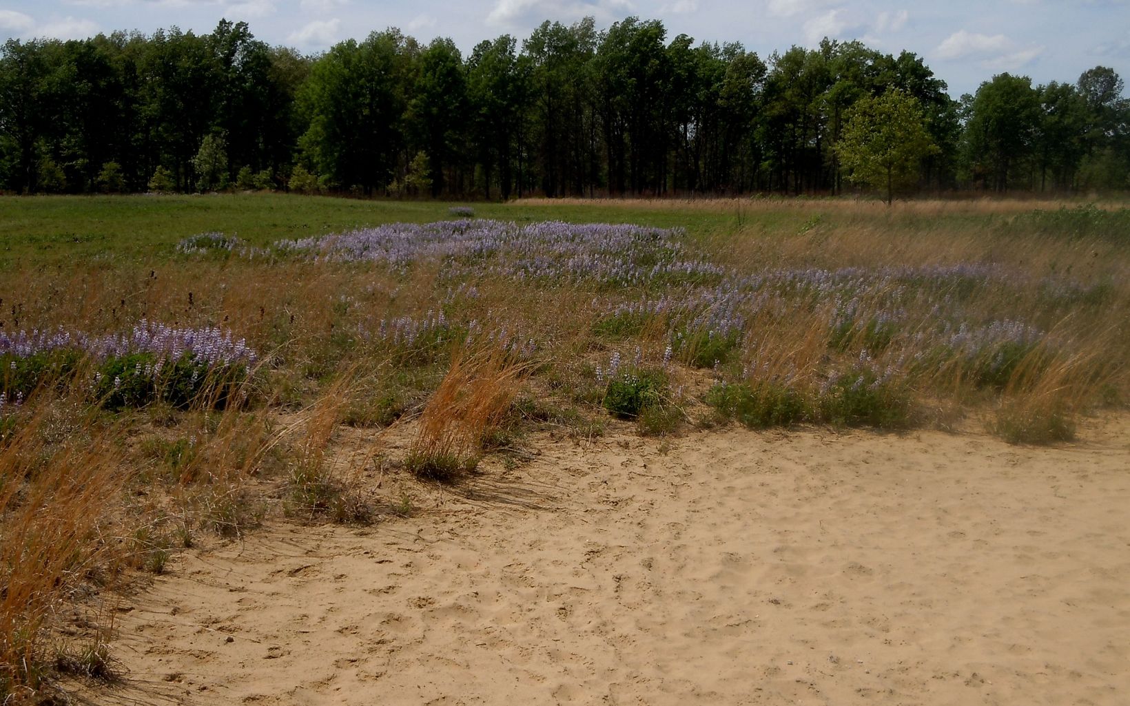 Kitty Todd Preserve Sandy soils meet prairie where blue lupines bloom. © Terry Seidel/TNC