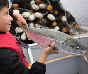 A sockeye salmon caught at Klawock, Alaska.