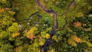 An aerial view of lush forest and streams.