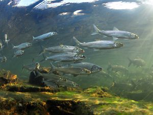 A school of silvery herring fish shown underwater with light from above and algae covered rock below. 