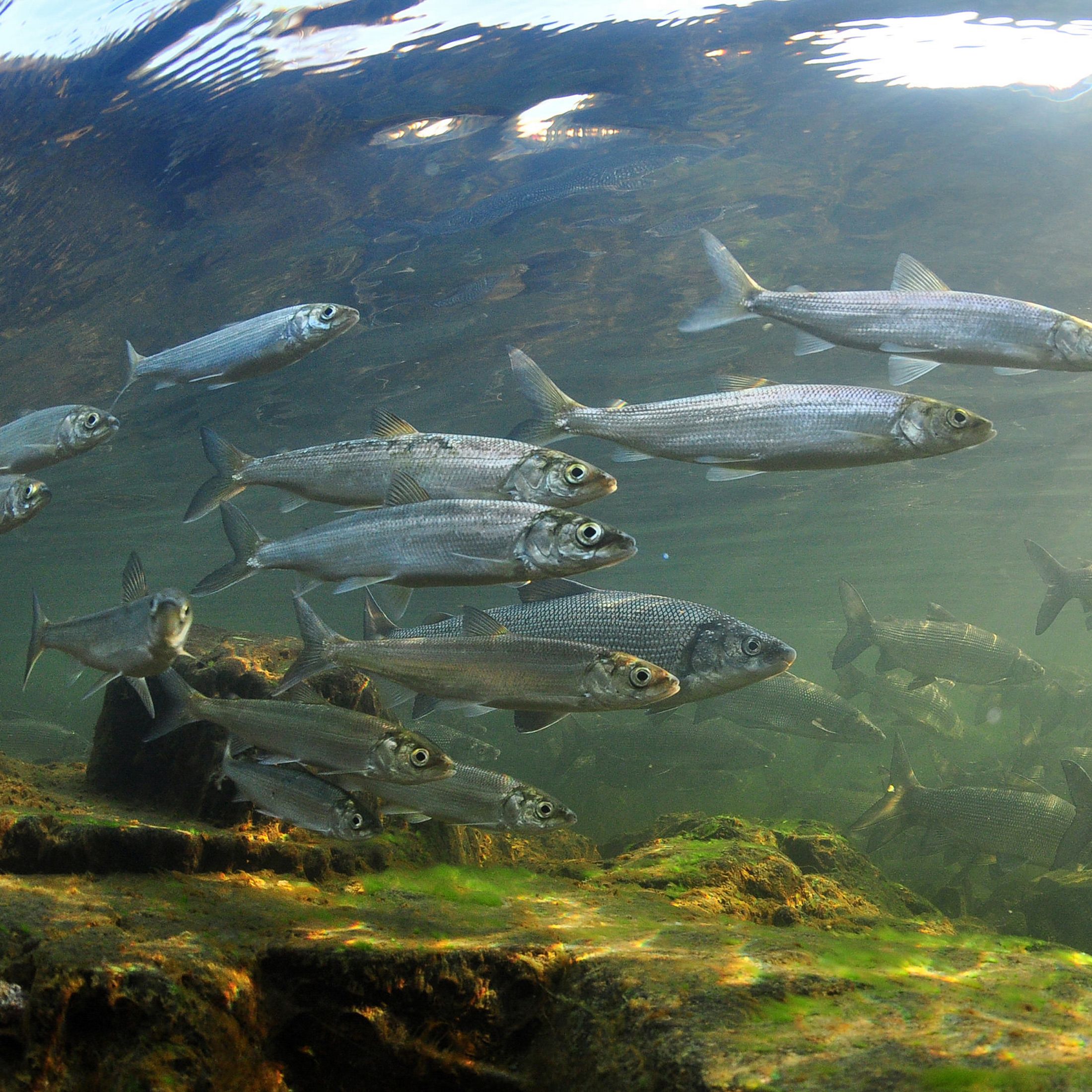 a school of silvery herring fish shown underwater with light from above and algae covered rock below. 